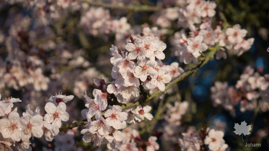 Fleurs de cerisiers