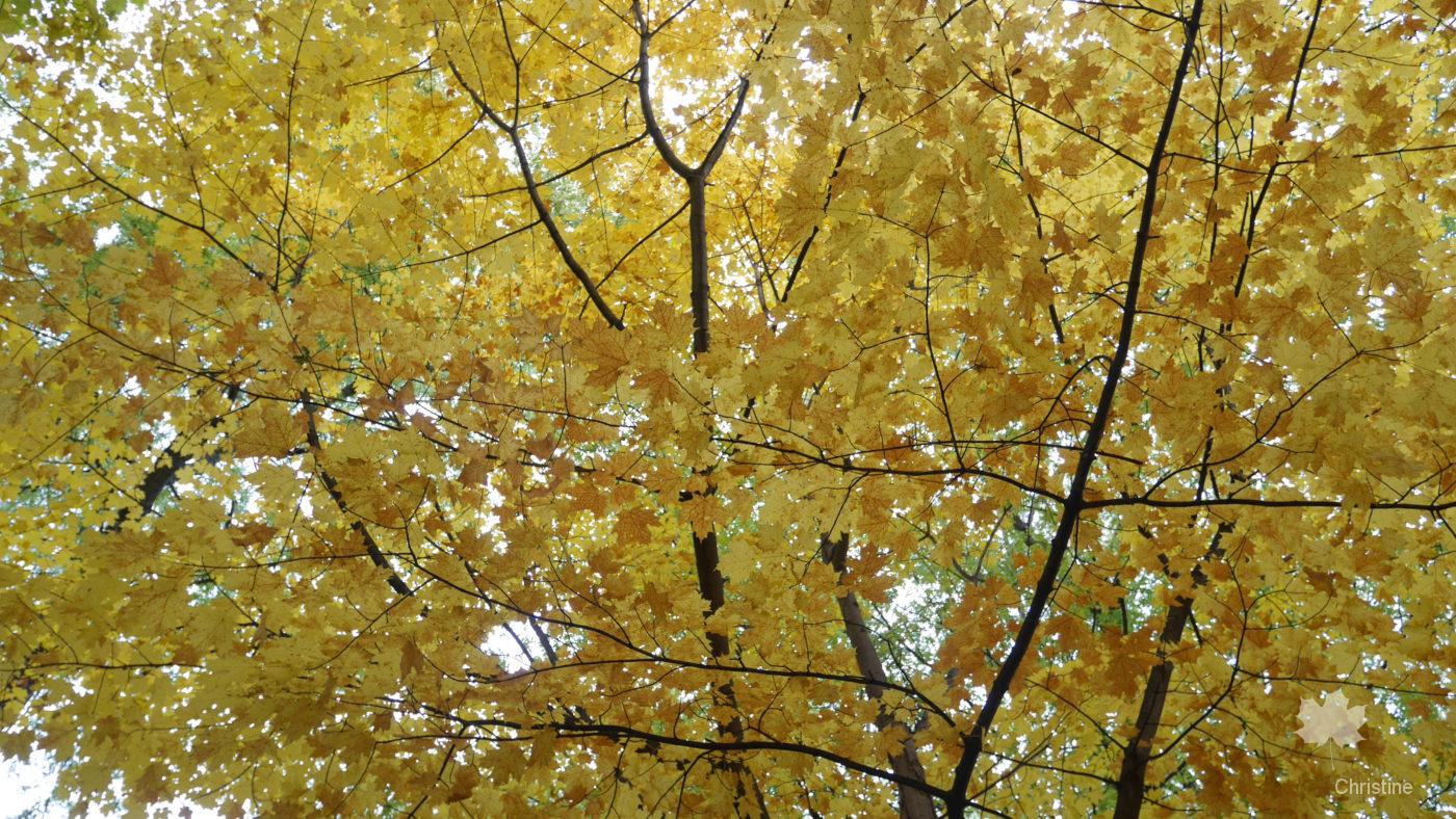 Erables au Mont Royal