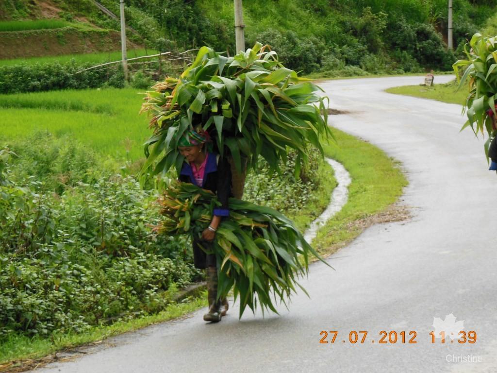 une femme qui porte sur son dos un tas énorme de branches de maïs.